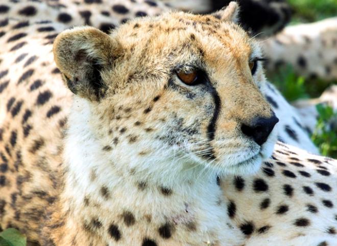 Grandes felinos, habitantes da savana tanzaniana