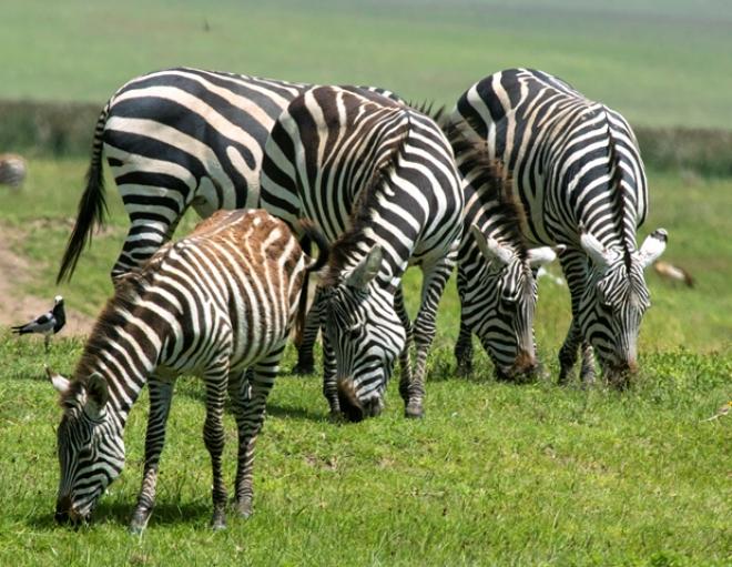 Equipe era responsável por encontrar pontos de avistamento de animais, como as zebras
