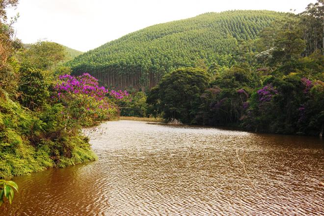 A beleza das matas, das águas e do plantio de eucaliptos