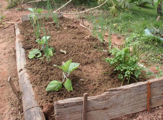 O morador plantou uma horta no terreno que antes era abandonado 