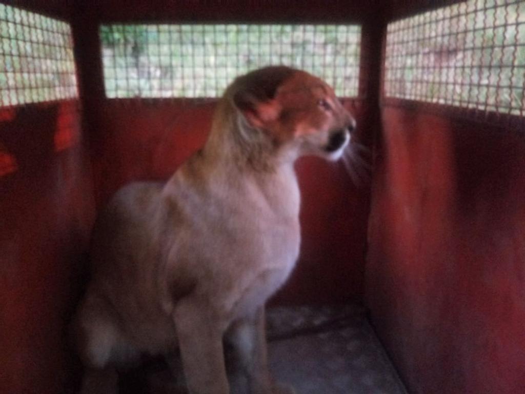Animal foi capturado por Bombeiros e Policiais Militares do Meio Ambiente 