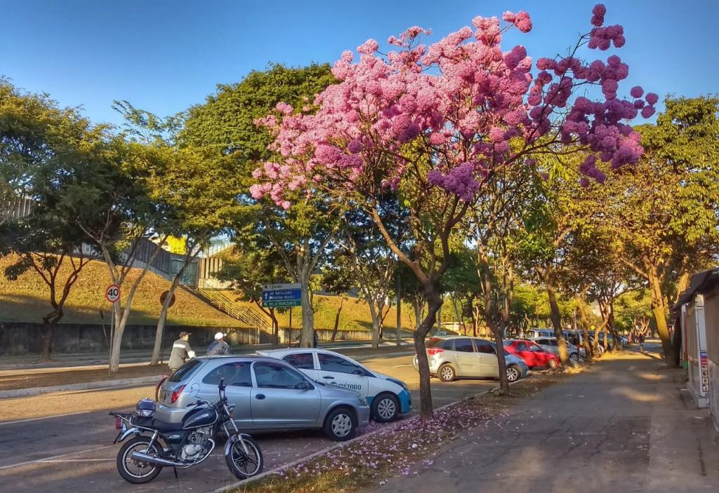 Ipê florido na avenida Burle Marx, no Parque Ipanema