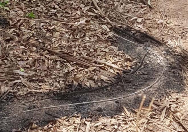 Cabos da rede elétrica se partiram em função de queda de eucalipto, informaram os Bombeiros