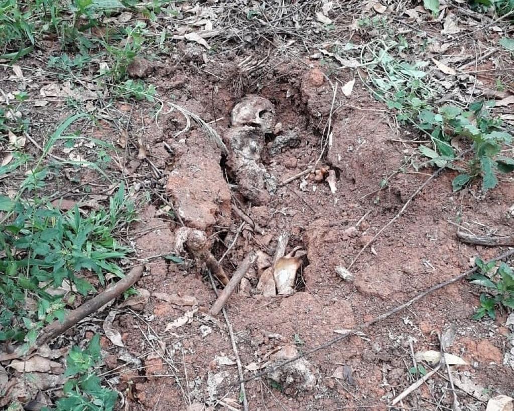 Ossada estava em meio a uma plantação de eucaliptos, em Santana do Paraíso 