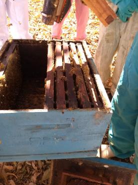 Objetivo do curso é aumentar a produção de mel, própolis e cera