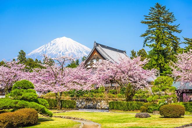 Para encher os olhos. Qualquer turista fica maravilhado em ver as árvores de Sakura (cerejeiras) florescendo. Essa maravilha acontece durante toda a primavera