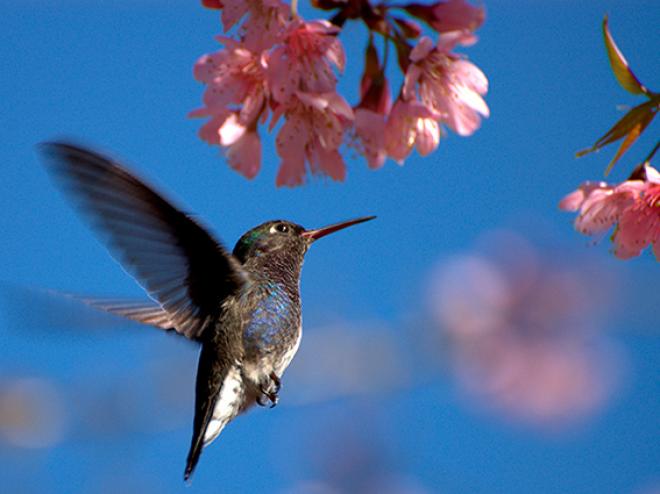 Beija-flores foram observados e catalogados na área do espaço cultural