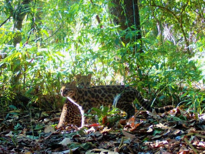 Casal de gato-do-mato-pequeno registrado na RPPN Fazenda Macedônia pelo biólogo e analista ambiental do Departamento de Meio Ambiente e Qualidade