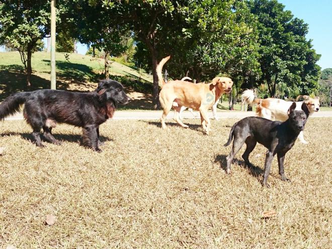 Em um primeiro momento, o foco do centro será o de castrar animais errantes