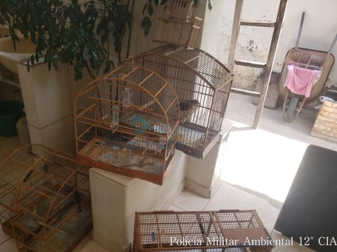 Pássaros silvestres eram ofertados em anúncios das mídias sociais e o caso acabou em ocorrência policial