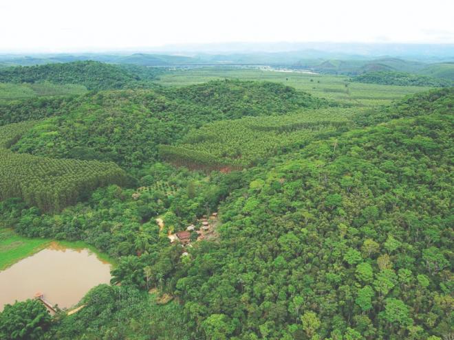 Incêndio florestal é o fogo fora de controle em qualquer tipo de vegetação, seja em plantações, pastos ou áreas de mata nativa 