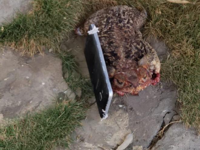 Sapo foi aberto e no interior havia um celular, lançado em direção a um bloco do presidio I de Montes Claros 