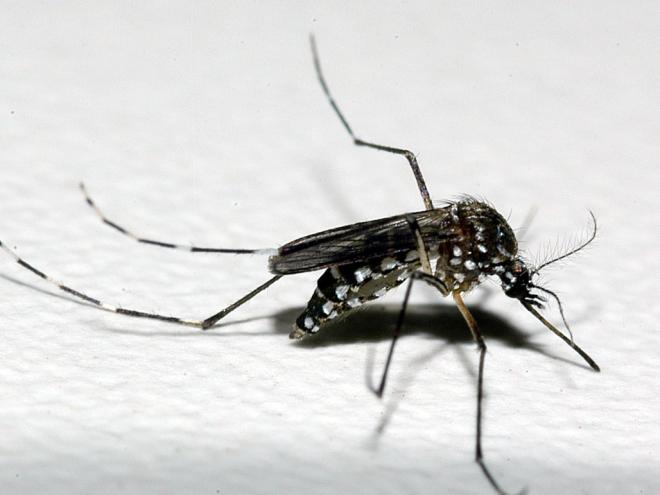 O período de chuva pode favorecer a proliferação do mosquito transmissor das arboviroses 