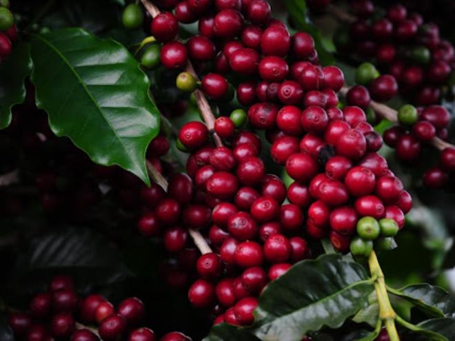 Evento gratuito será realizado nos dias 11 e 12 de dezembro e visa apresentar a qualidade do café produzido em Caratinga e região