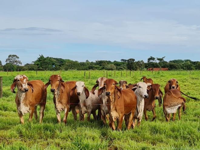 No Vale do Aço, a cobertura vacinal de bovinos e bubalinos alcançou o índice de 92,46%