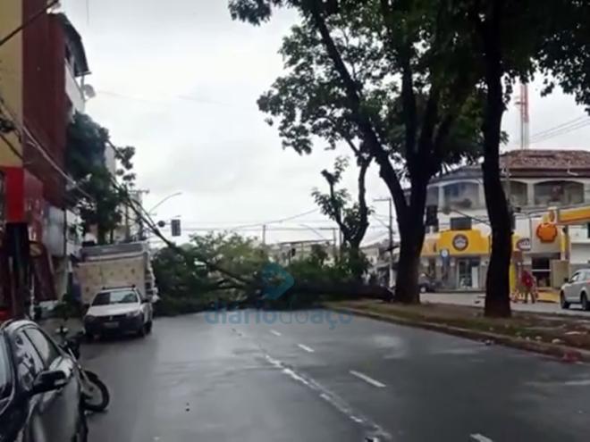 A árvore ficou atravessada em uma das pistas da avenida Macapá, no bairro Veneza I, em Ipatinga