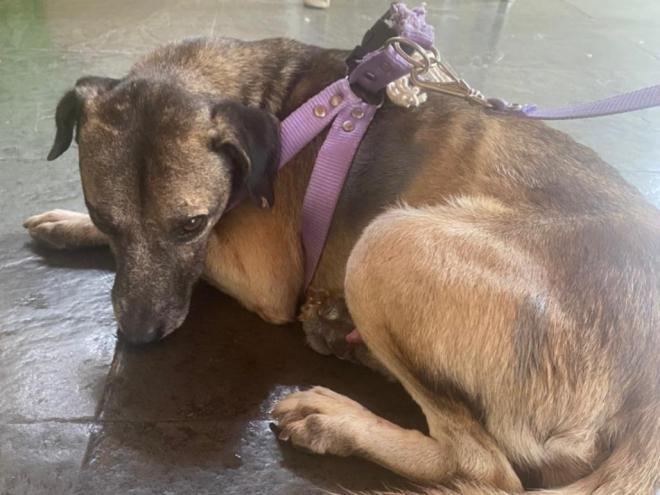 Esse cão vira-lata foi resgatado na sexta-feira, no bairro Esperança; foi ferido com facão e água quente