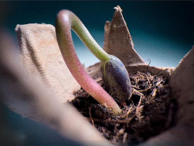 272 vidas representadas na instalação ''Be an?'', com pés de feijão