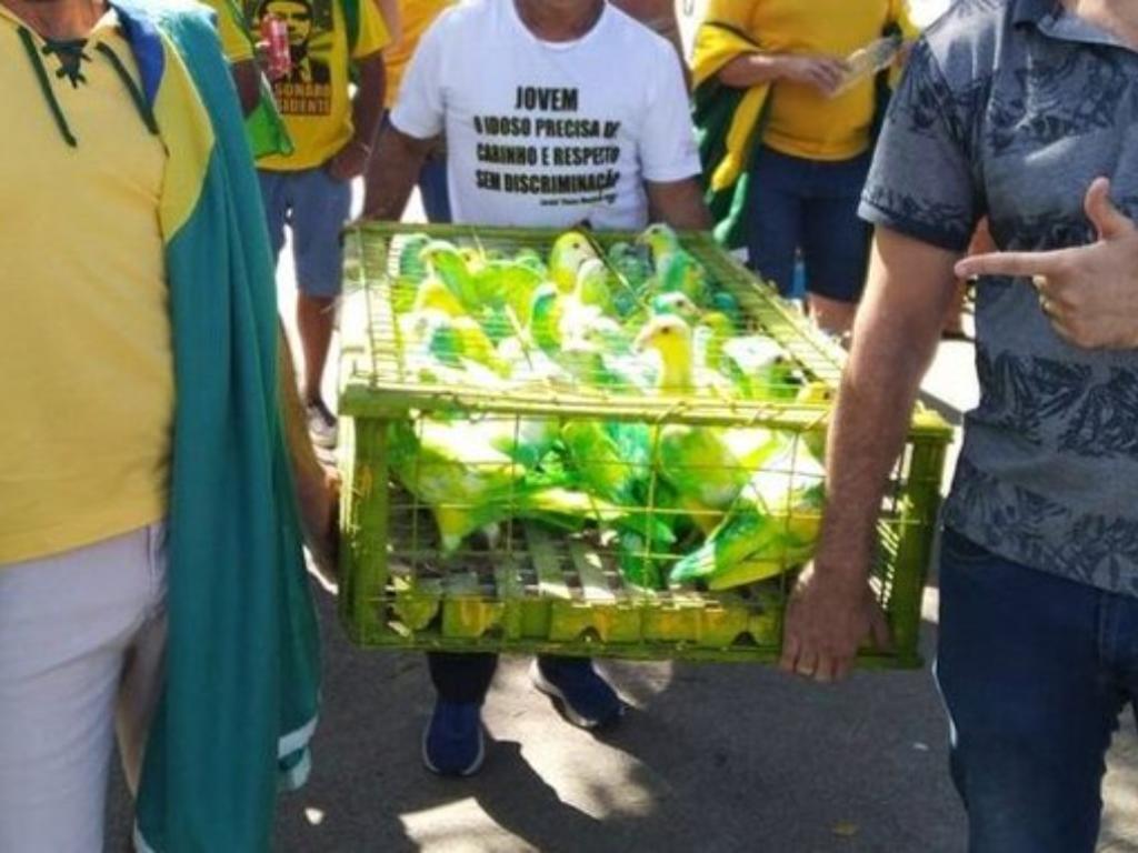 Apoiadores levaram 80 pombos pintados de verde e amarelo para soltar durante discurso do presidente na Marcha para Jesus